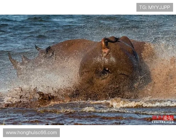 南非与塞内加尔激战在即11月11日精彩对决值得期待 南非与塞内加尔激战在即11月11日精彩对决值得期待